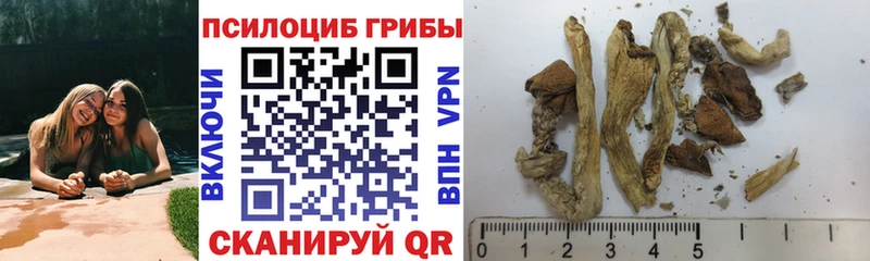 Псилоцибиновые грибы Cubensis  Верхняя Пышма 